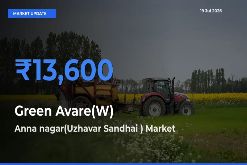 Anna nagar(Uzhavar Sandhai ) Leads as Top Mandi for Green Avare(W) Prices