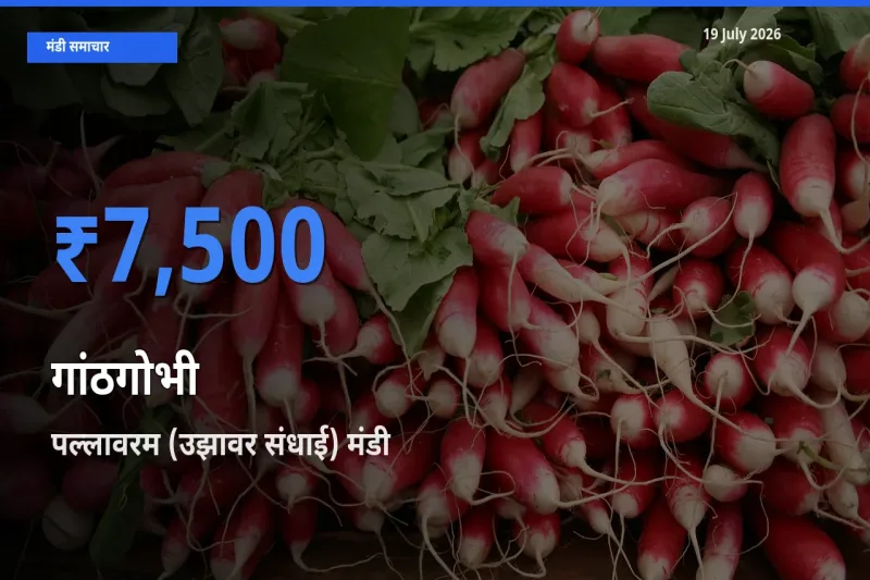 पल्लावरम (उझावर संधाई) मंडी में गांठगोभी ₹7,500 पर पहुँचा – आज का सर्वोच्च भाव