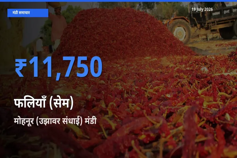 बाज़ार संकेत: मोहनूर (उझावर संधाई) बना फलियाँ (सेम) के लिए आज की टॉप मंडी