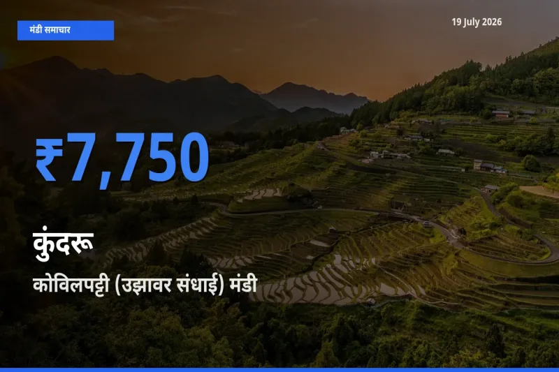 किसानों की पसंद बना कोविलपट्टी (उझावर संधाई), कुंदरू के सबसे अच्छे दाम