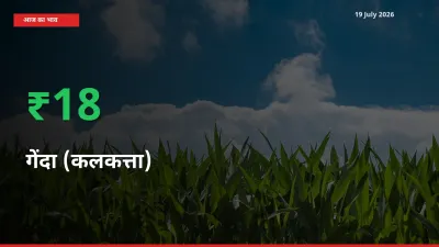 गेंदा (कलकत्ता) के दाम प्रमुख मंडी में 17.93% बढ़े, 24 घंटे में बड़ा बदलाव