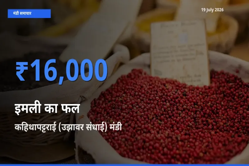 कहिथापट्टराई (उझावर संधाई) मंडी में इमली का फल ₹16,000 पर पहुँचा – आज का सर्वोच्च भाव