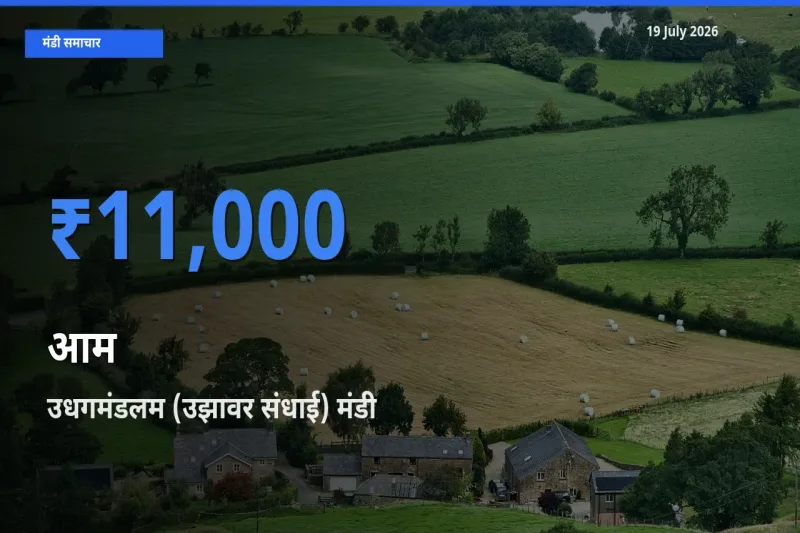 टॉप मंडी बना उधगमंडलम (उझावर संधाई)! आम के सबसे ऊँचे दाम यहीं दर्ज