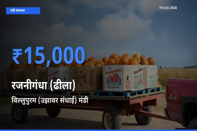 विल्लुपुरम (उझावर संधाई) में रजनीगंधा (ढीला) का आज सबसे ऊँचा भाव
