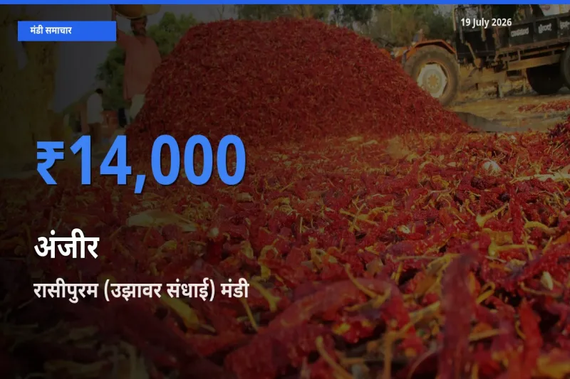 19 July अपडेट: अंजीर के सबसे ऊँचे दाम रासीपुरम (उझावर संधाई) मंडी में