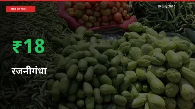 19 July अपडेट: रजनीगंधा के दाम मंडी में 17.74% उछले
