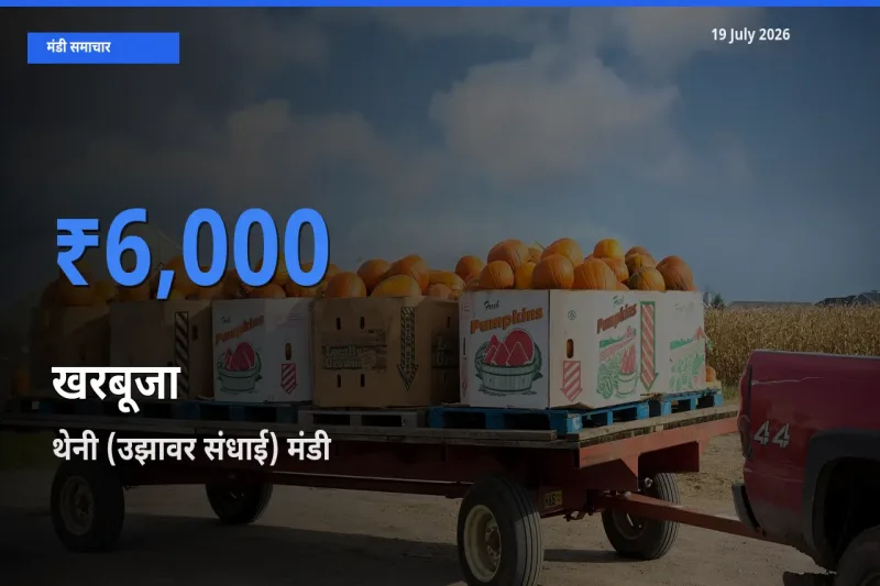 आज खरबूजा के सबसे ज़्यादा दाम थेनी (उझावर संधाई) मंडी में दर्ज
