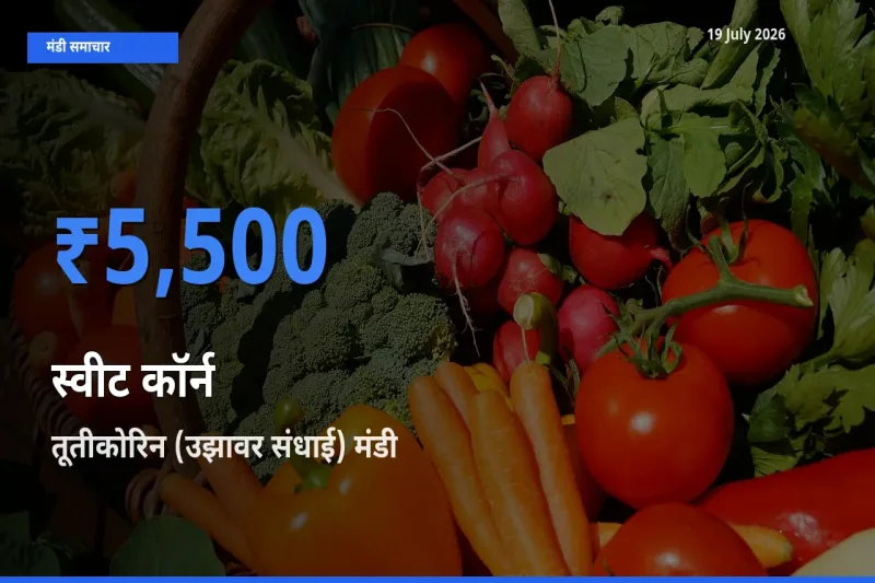 आज स्वीट कॉर्न के सबसे ज़्यादा दाम तूतीकोरिन (उझावर संधाई) मंडी में दर्ज