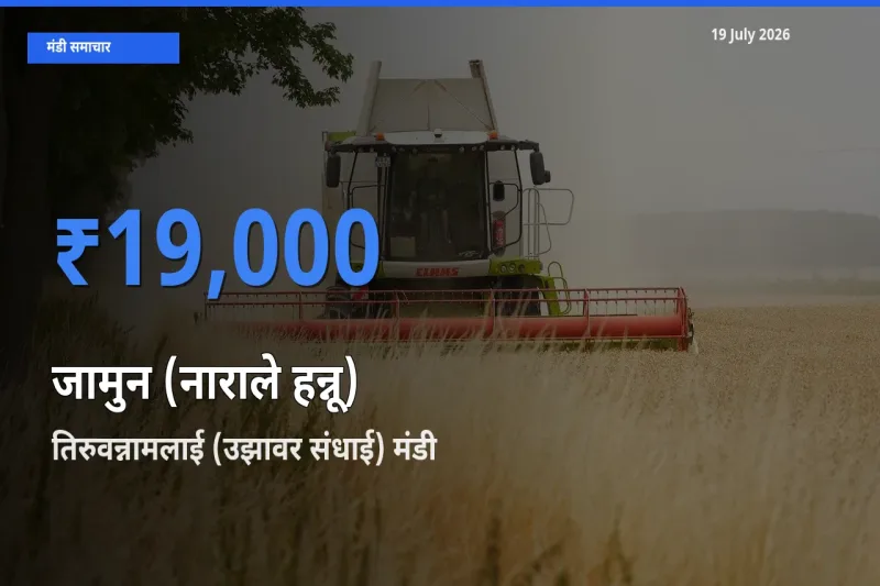 आज जामुन (नाराले हन्नू) के सबसे ज़्यादा दाम तिरुवन्नामलाई (उझावर संधाई) मंडी में दर्ज