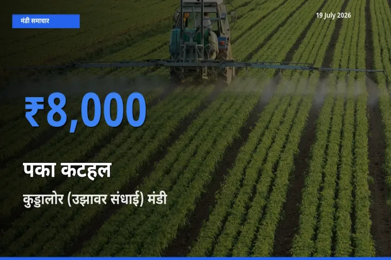 कुड्डालोर (उझावर संधाई) में पका कटहल का आज सबसे ऊँचा भाव