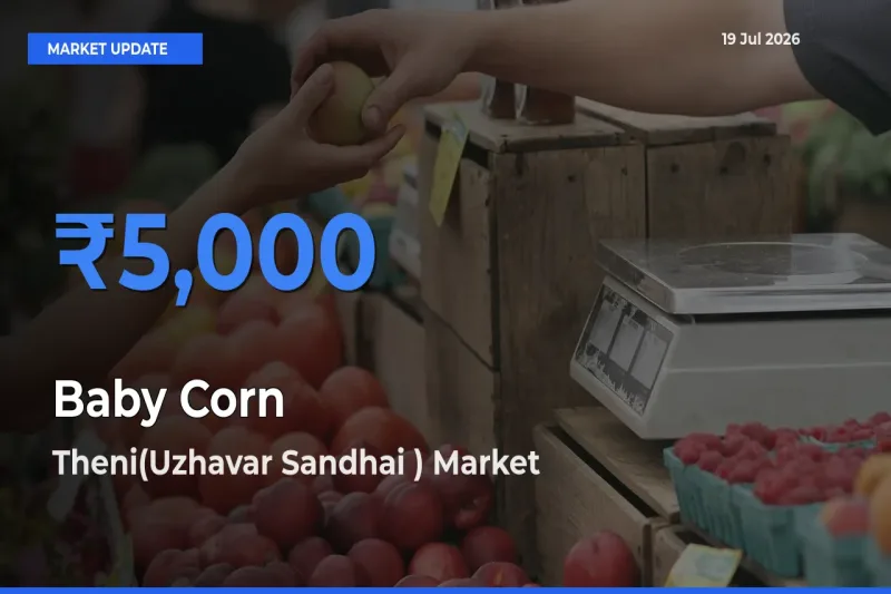 Theni(Uzhavar Sandhai ) Offers ₹5,000 – Highest Baby Corn Rate Today