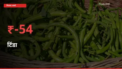 टिंडा 54.07% गिरा, मंडी