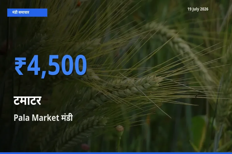 टॉप मंडी बना Pala Market! टमाटर के सबसे ऊँचे दाम यहीं दर्ज