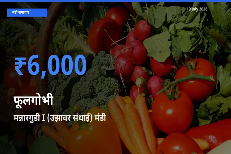 मन्नारगुडी I (उझावर संधाई) में फूलगोभी का आज सबसे ऊँचा भाव