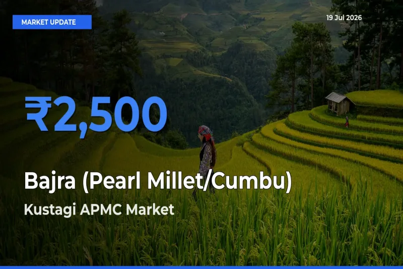Kustagi APMC Offers ₹2,500 – Highest Bajra (Pearl Millet/Cumbu) Rate Today