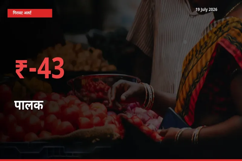 किसानों की चिंता बढ़ी! स्थानीय मंडी में पालक 43.07% गिरा