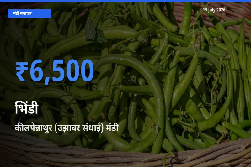 आज का मंडी भाव: भिंडी के सबसे ज़्यादा दाम कीलपेन्नाथुर (उझावर संधाई) में