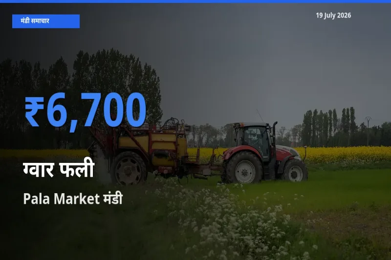 बाज़ार संकेत: Pala Market बना ग्वार फली के लिए आज की टॉप मंडी