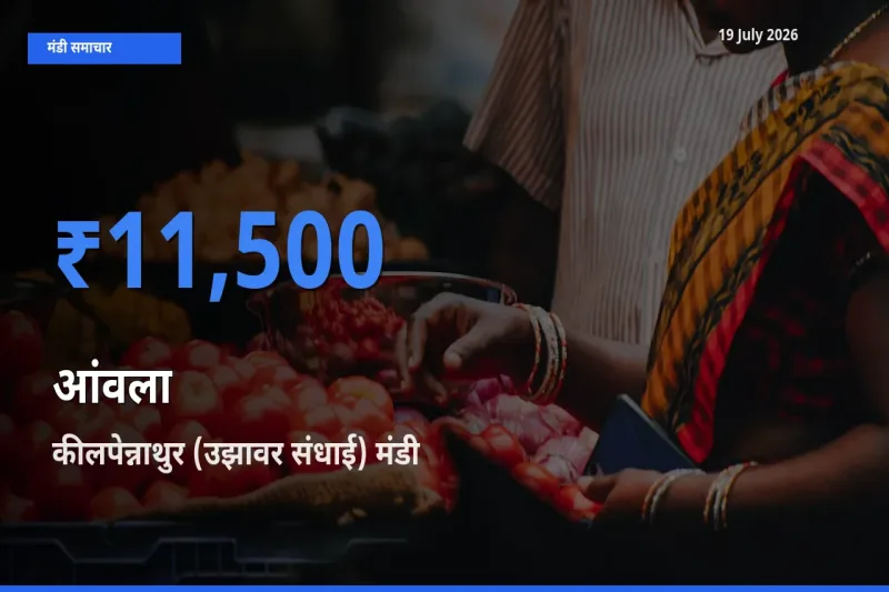 टॉप मंडी बना कीलपेन्नाथुर (उझावर संधाई)! आंवला के सबसे ऊँचे दाम यहीं दर्ज