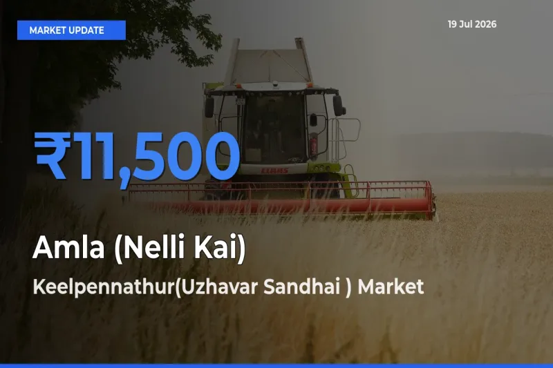 Top Performer! Keelpennathur(Uzhavar Sandhai ) Offers Best Amla (Nelli Kai) Price Today