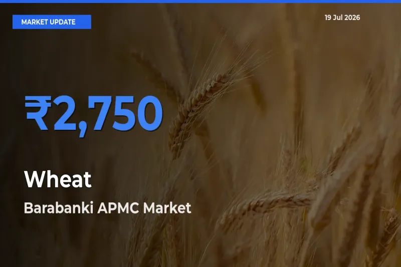 Top Performer! Barabanki APMC Offers Best Wheat Price Today