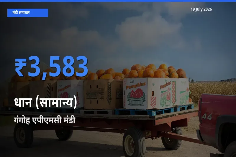 गंगोह एपीएमसी मंडी में धान (सामान्य) ₹3,583 पर पहुँचा – आज का सर्वोच्च भाव