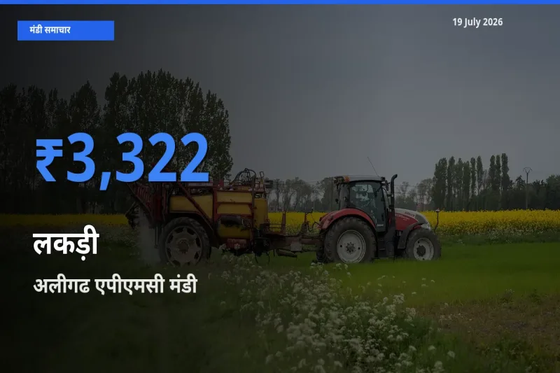 आज लकड़ी के सबसे ज़्यादा दाम अलीगढ एपीएमसी मंडी में दर्ज