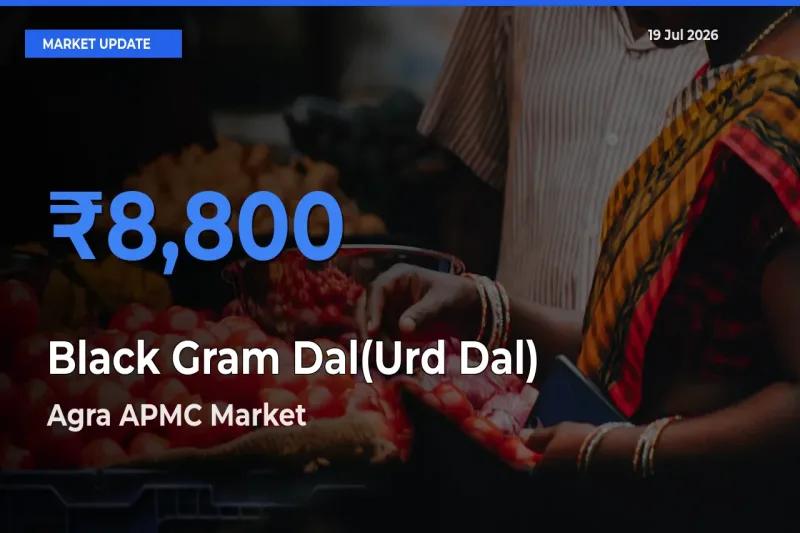 Agra APMC Tops Black Gram Dal(Urd Dal) Rates – July 19 Market Update