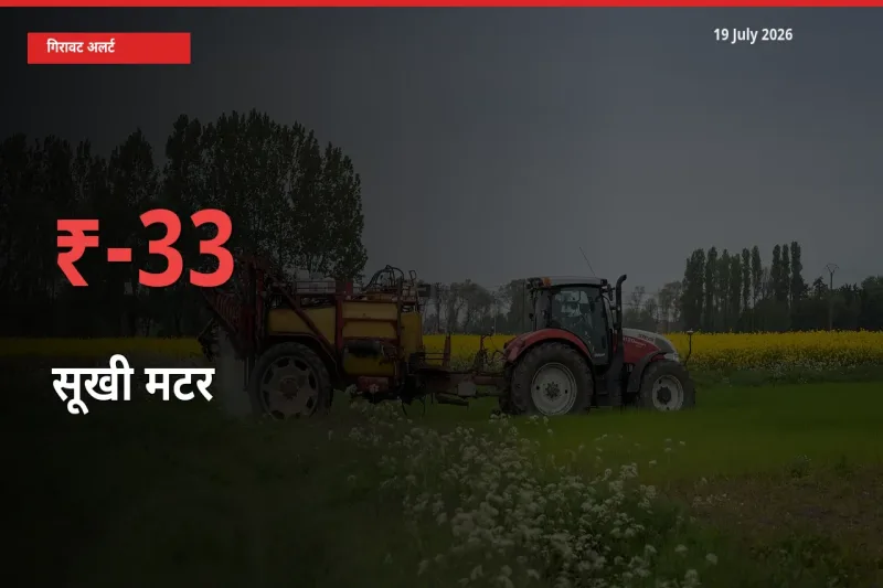 आज का मंडी भाव: सूखी मटर के दाम मंडी में 33.03% नीचे