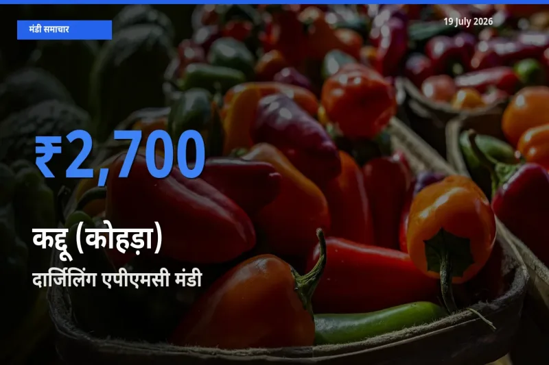 आज कद्दू (कोहड़ा) के सबसे ऊँचे दाम ₹2,700 दार्जिलिंग एपीएमसी मंडी में