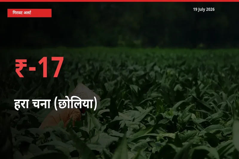 तेज़ गिरावट! मंडी में हरा चना (छोलिया) के दाम 17.02% लुढ़के
