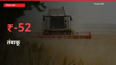स्थानीय मंडी में तंबाकू के दाम अचानक 51.56% गिरे, किसानों की चिंता बढ़ी