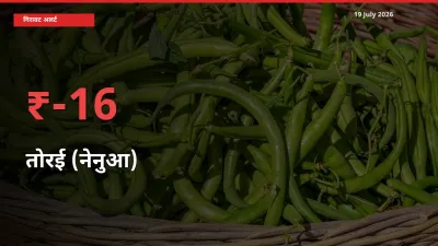 तोरई (नेनुआ) के दाम प्रमुख मंडी में 16.33% गिरे, 24 घंटे में बड़ा बदलाव
