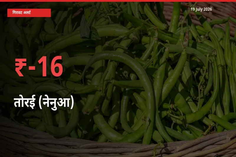 तोरई (नेनुआ) के दाम प्रमुख मंडी में 16.33% गिरे, 24 घंटे में बड़ा बदलाव
