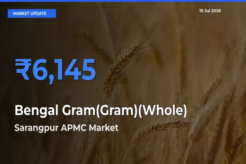 Top Performer! Sarangpur APMC Offers Best Bengal Gram(Gram)(Whole) Price Today