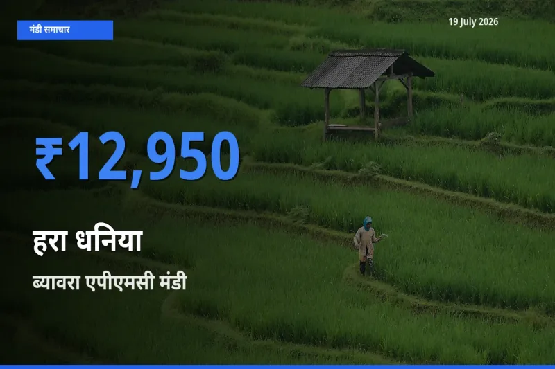 ब्यावरा एपीएमसी मंडी में हरा धनिया ₹12,950 पर पहुँचा – आज का सर्वोच्च भाव