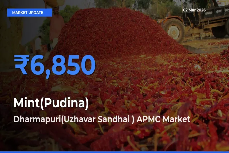 Dharmapuri(Uzhavar Sandhai ) APMC Offers ₹6,850 – Highest Mint(Pudina) Rate Today