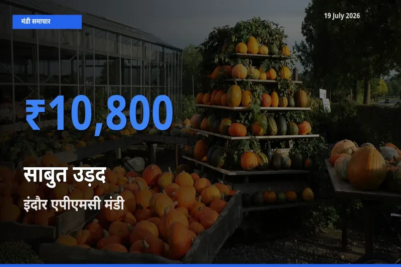 आज साबुत उड़द के सबसे ज़्यादा दाम इंदौर एपीएमसी मंडी में दर्ज