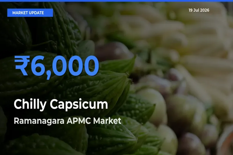 Ramanagara APMC Offers ₹6,000 – Highest Chilly Capsicum Rate Today