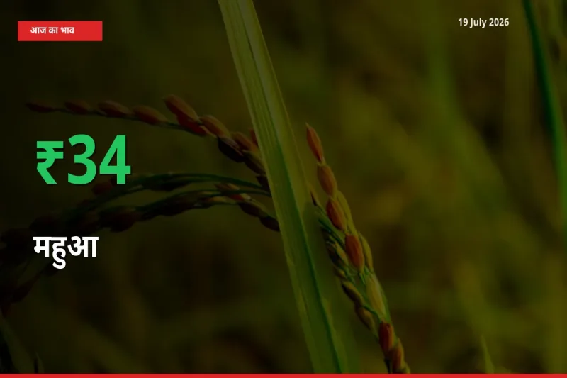 स्थानीय मंडी में महुआ के दाम अचानक 34.45% उछले, किसान सतर्क