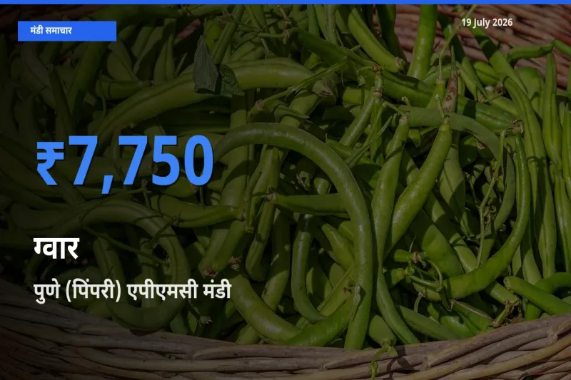 आज ग्वार के सबसे ज़्यादा दाम पुणे (पिंपरी) एपीएमसी मंडी में दर्ज