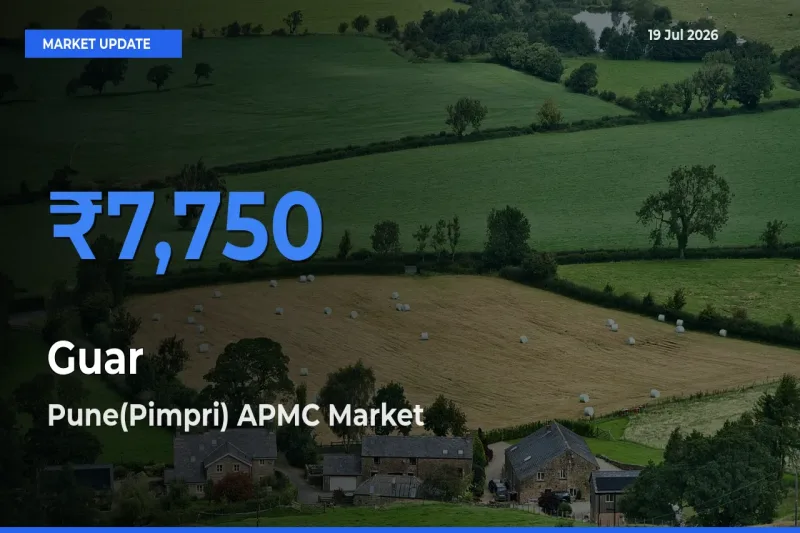 Top Performer! Pune(Pimpri) APMC Offers Best Guar Price Today