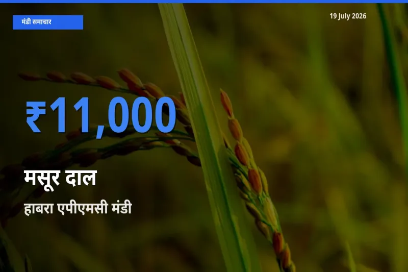 किसानों की पसंद बना हाबरा एपीएमसी, मसूर दाल के सबसे अच्छे दाम