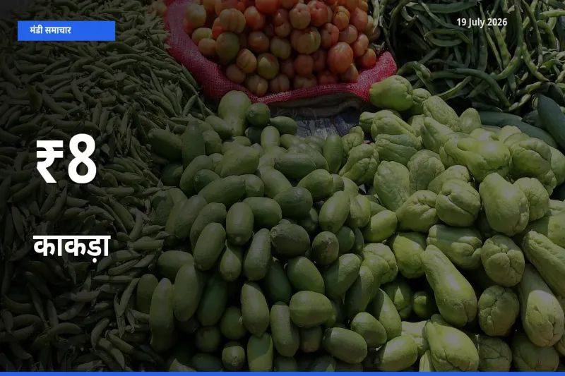 काकड़ा के दाम 8+ मंडियों में बदले, बाज़ार का रुझान स्पष्ट