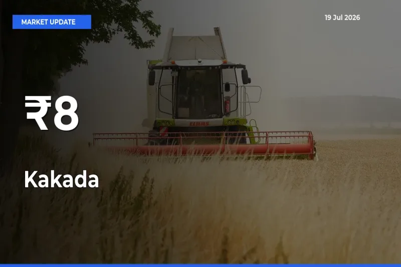 Kakada Shows Strong Mandi Trend – July 19 Market Update