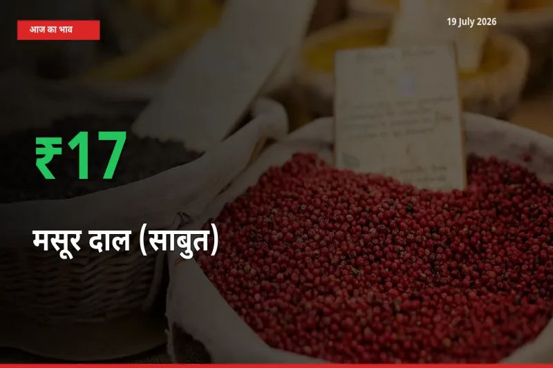 मसूर दाल (साबुत) 16.86% उछला, मंडी