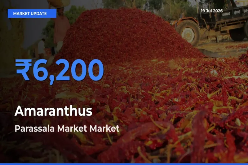 Parassala Market Records Highest ₹6,200 Rate for Amaranthus