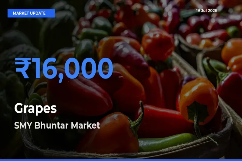 SMY Bhuntar Emerges as Top Mandi for Grapes Prices Today