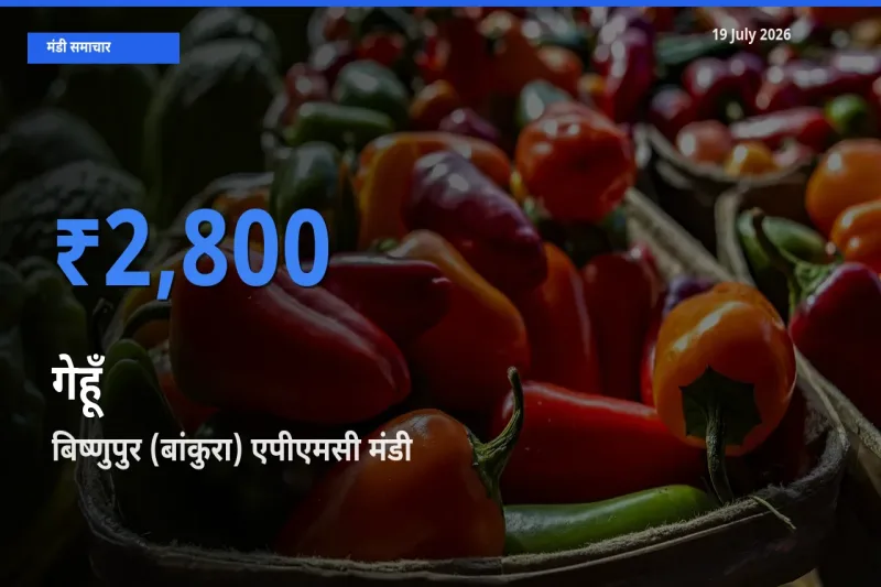 बिष्णुपुर (बांकुरा) एपीएमसी में गेहूँ का आज सबसे ऊँचा भाव