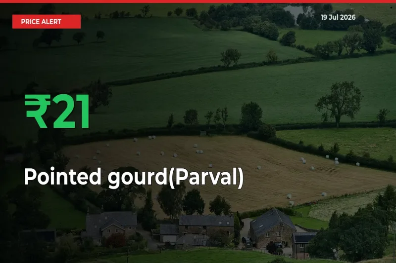 21.43% Spike in Pointed gourd(Parval) Prices – Mandi Sees Sudden Rally